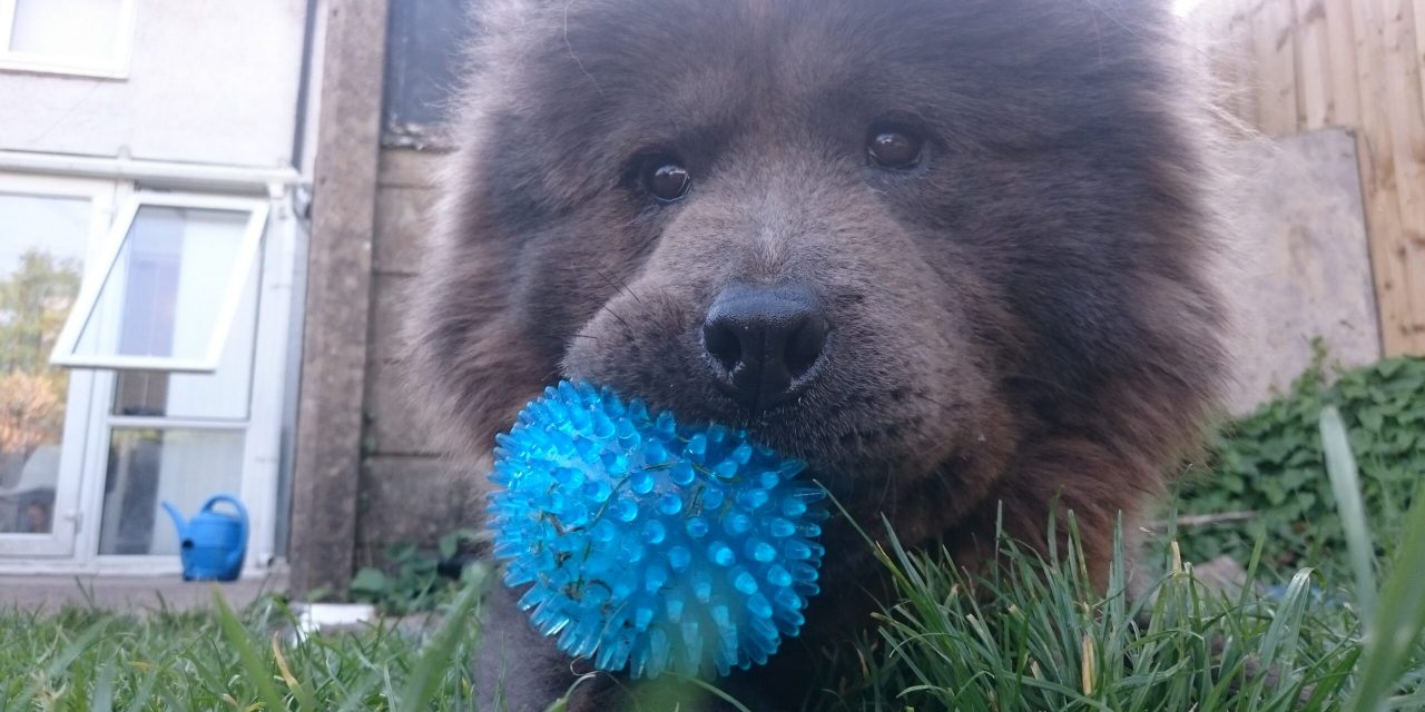 Chow Chow Breed Profile