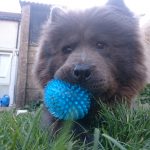 Chow Chow Breed Profile