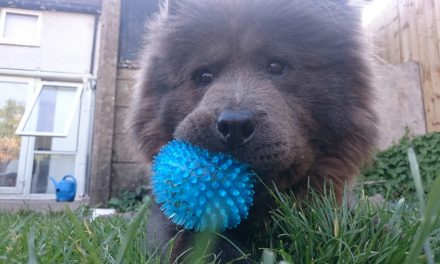 Chow Chow Breed Profile