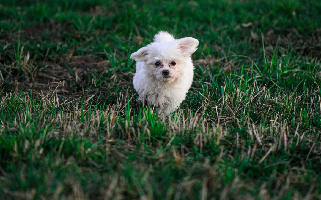 Exercising Your Puppy