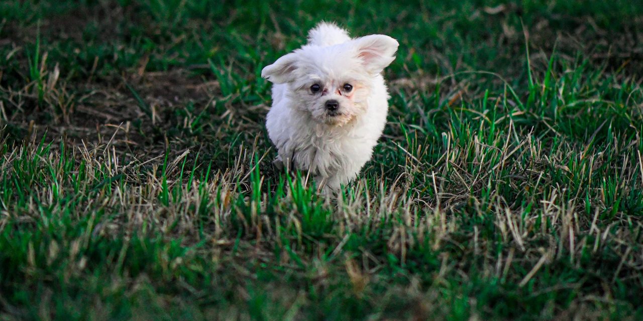 Exercising Your Puppy