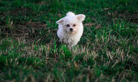 Exercising Your Puppy