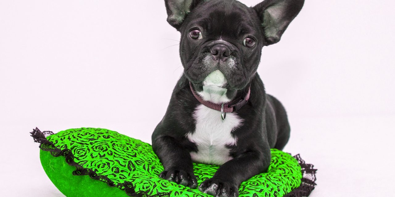 French Bulldog- Breed Profile