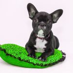 French Bulldog- Breed Profile