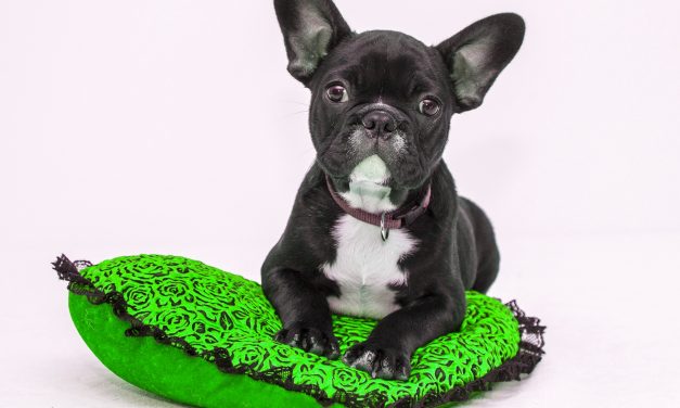 French Bulldog- Breed Profile