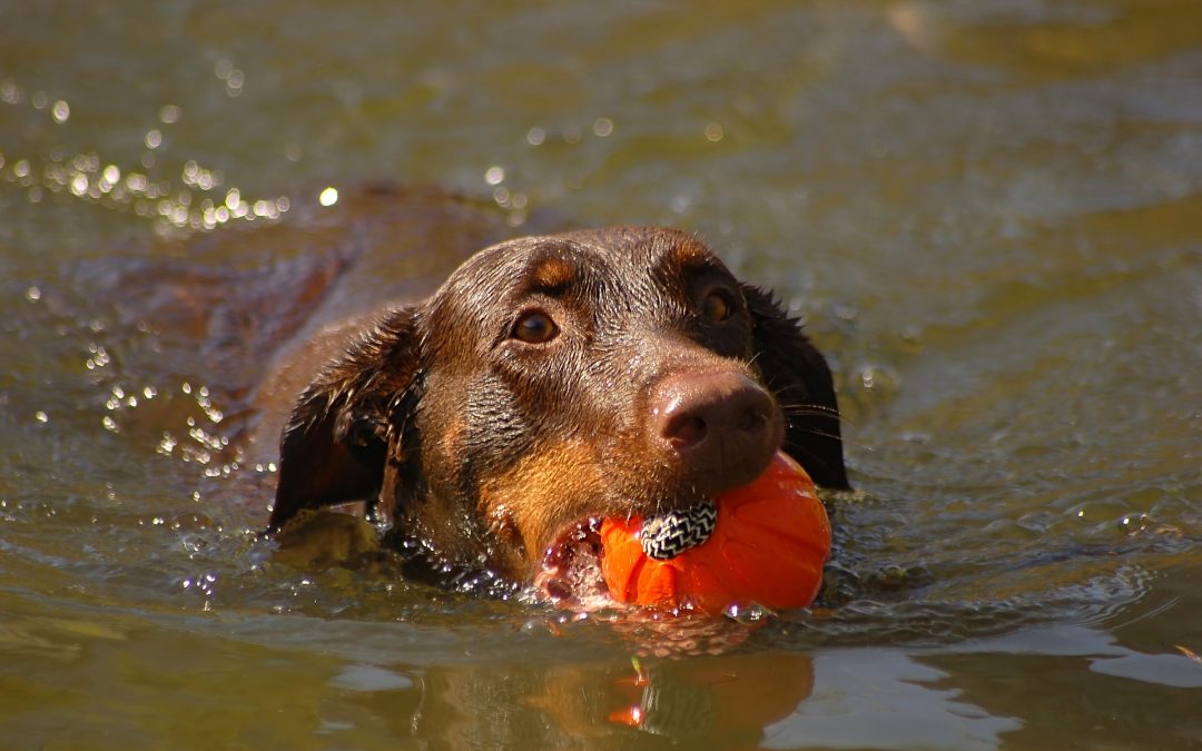 How To Keep Your Dog Cool in the Summer