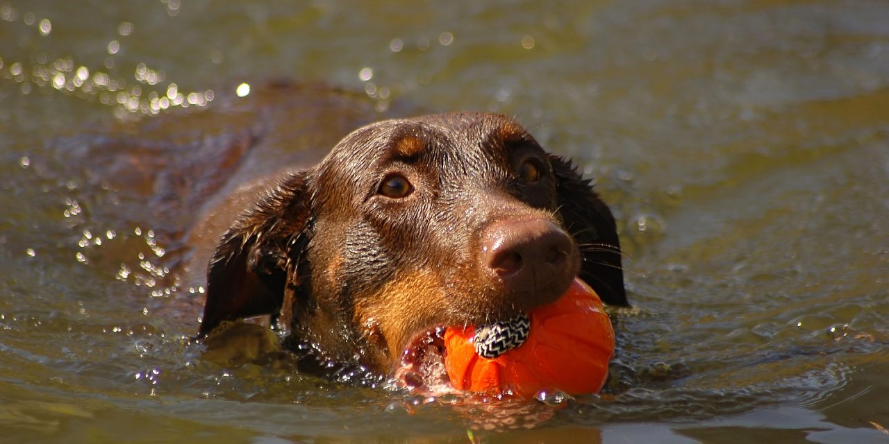 How To Keep Your Dog Cool in the Summer