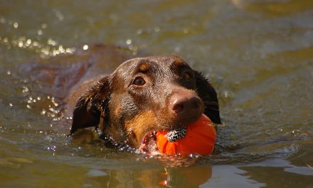 How To Keep Your Dog Cool in the Summer