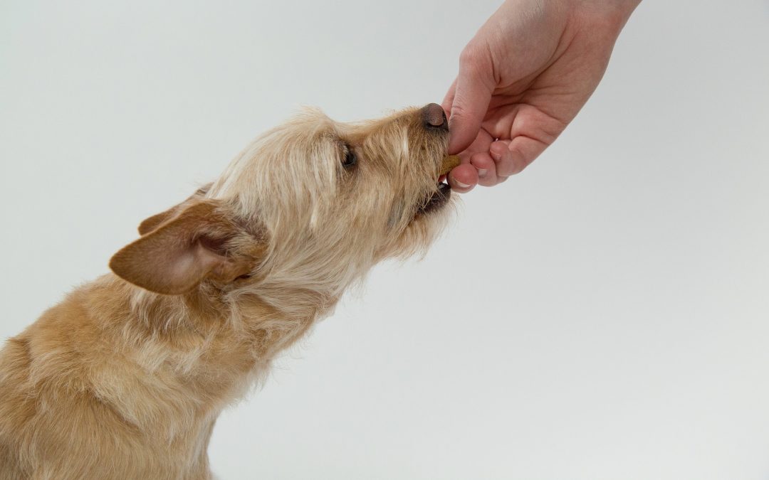 Foods That You Shouldn’t Give Your Dog