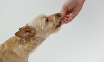 Foods That You Shouldn’t Give Your Dog