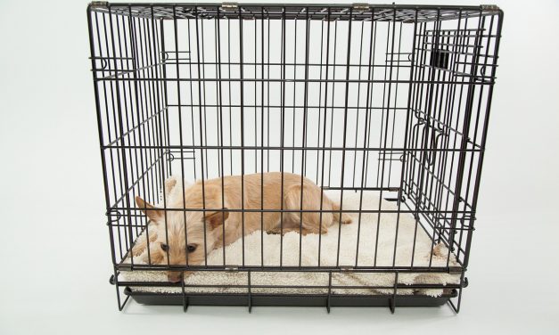 How to Crate Train Your Dog