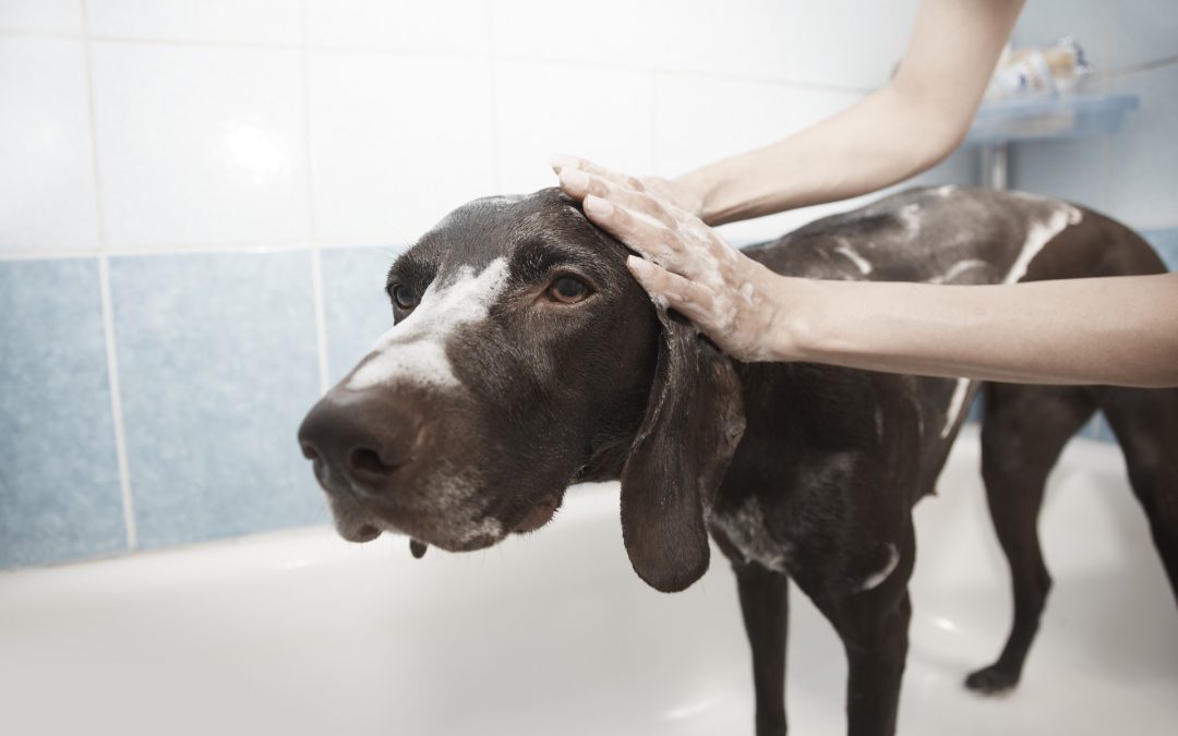 Dog Grooming – How to Groom Your Dog at Home