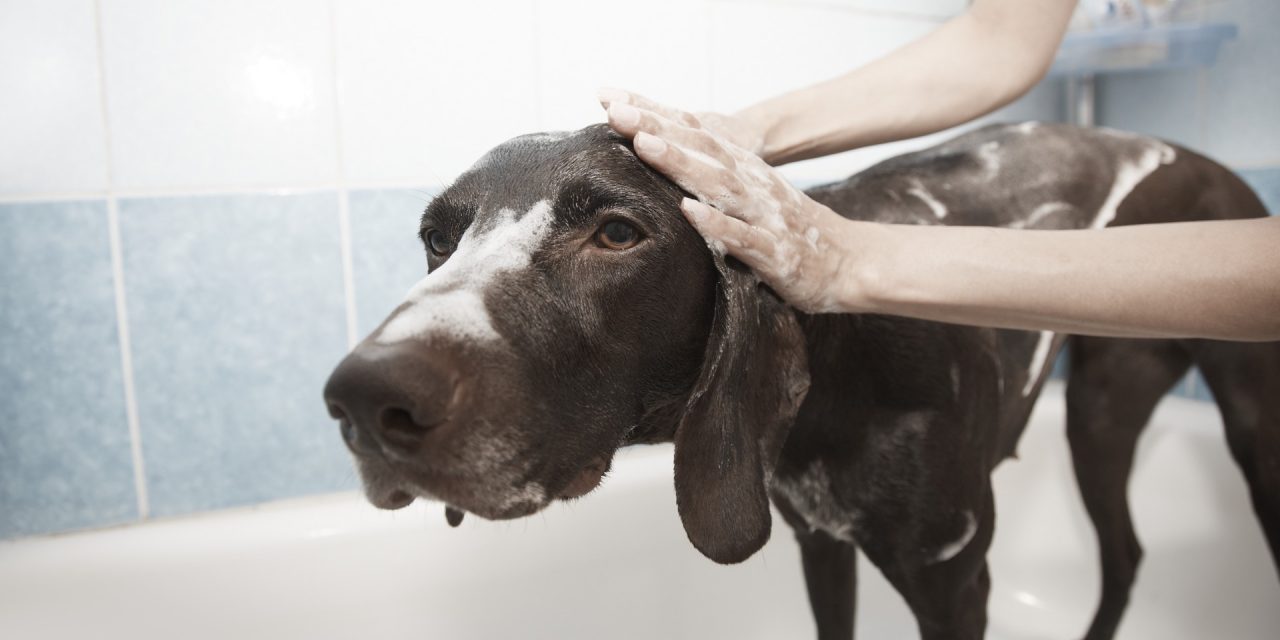 Dog Grooming – How to Groom Your Dog at Home