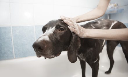 Dog Grooming – How to Groom Your Dog at Home