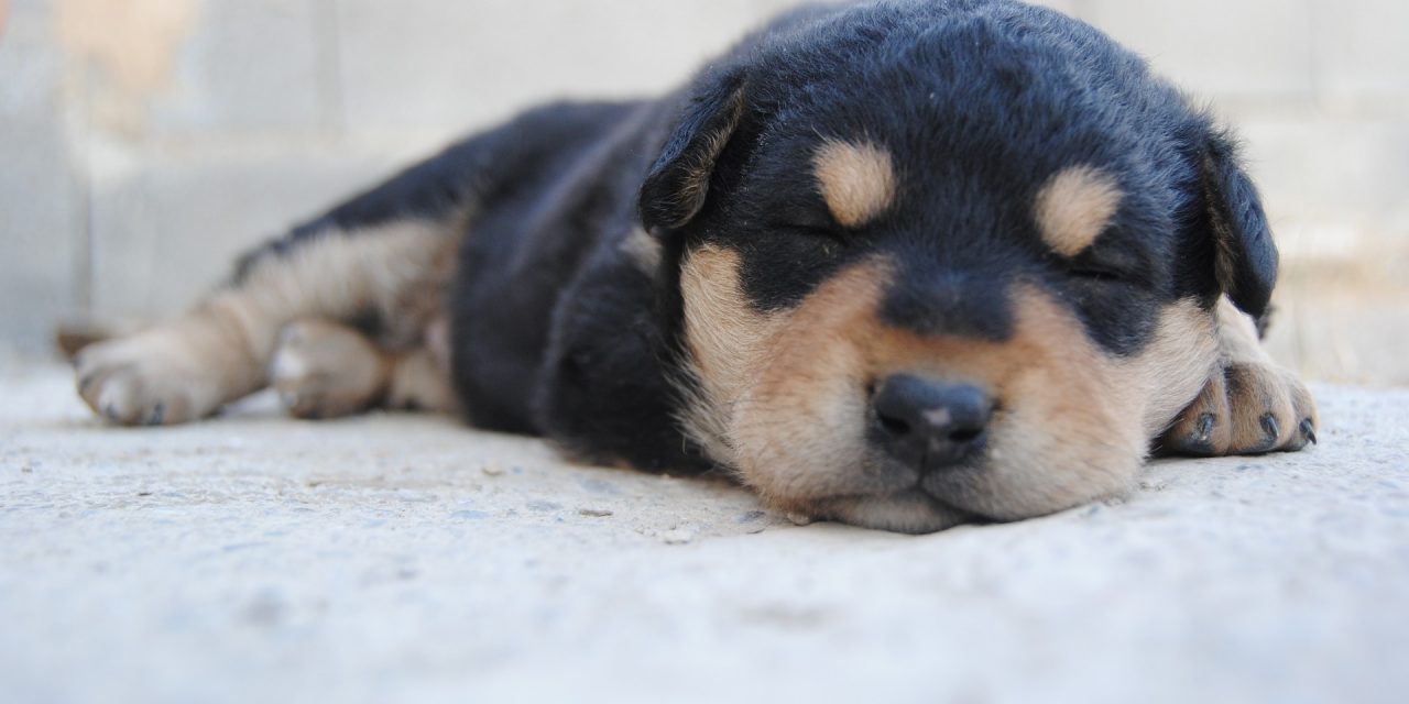 Is it Cruel to Crate a Dog at Night?