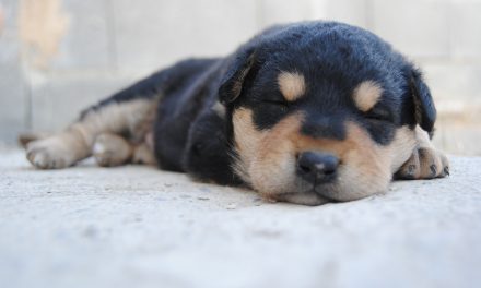 Is it Cruel to Crate a Dog at Night?