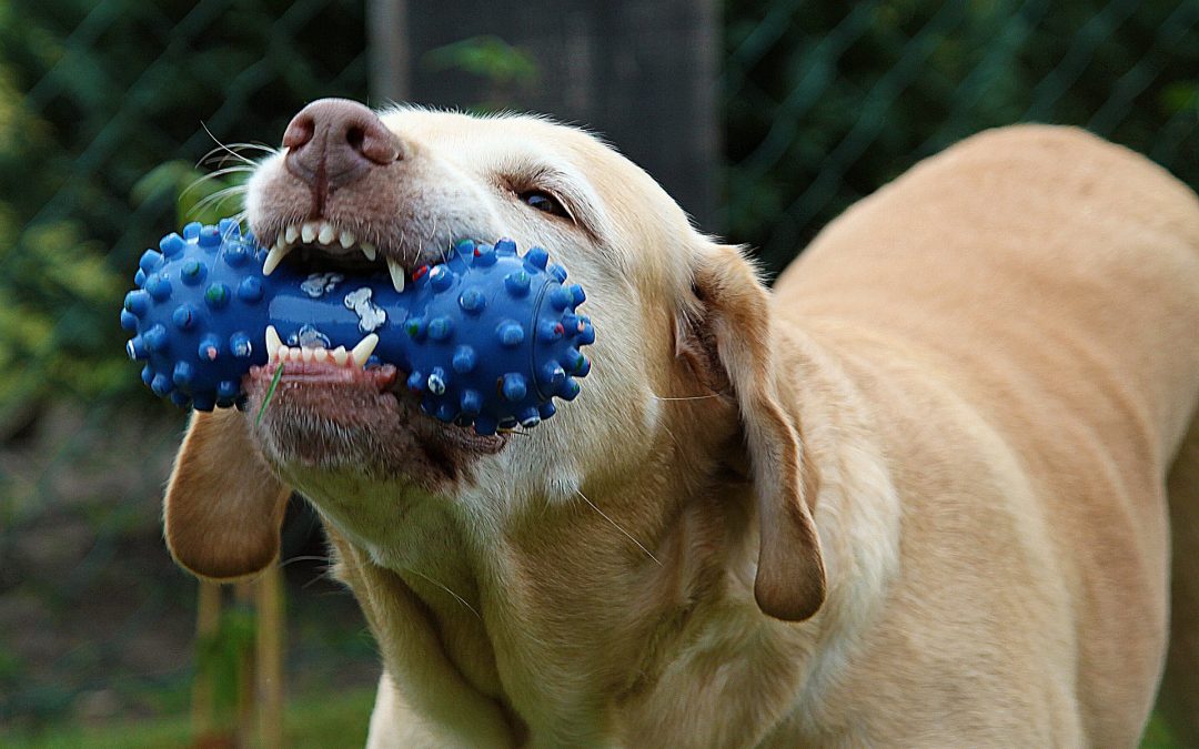 Dog Toys for Destructive Dogs