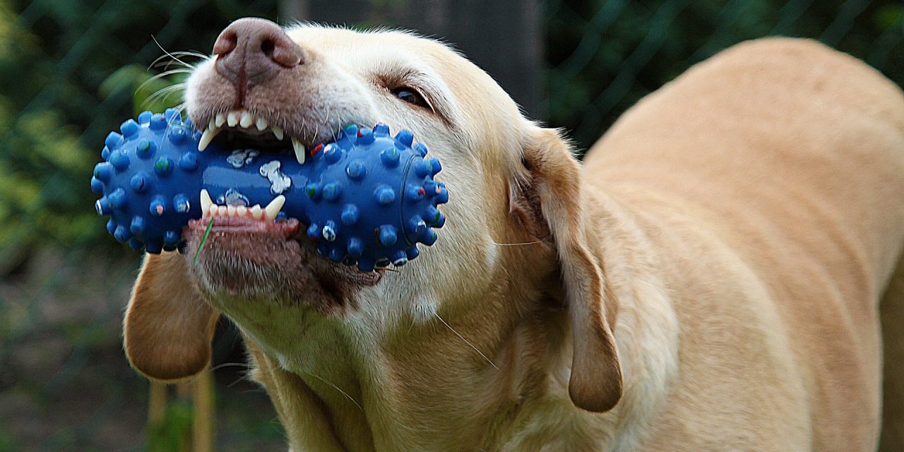 Dog Toys for Destructive Dogs