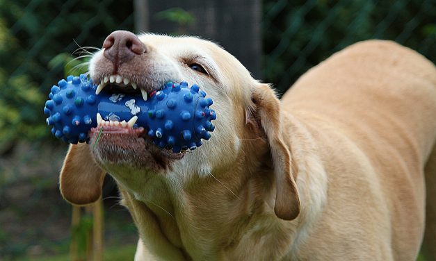 Dog Toys for Destructive Dogs