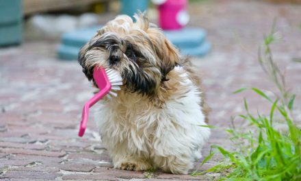 Should I Brush My Dog’s Teeth?