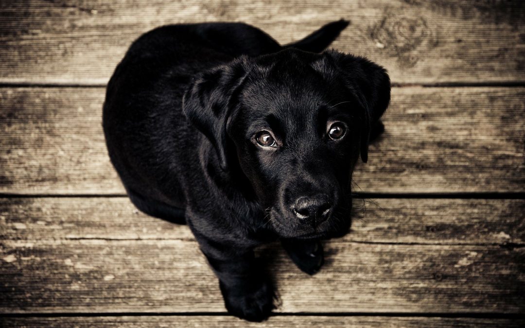 How Long Can Dogs Hold their Pee?