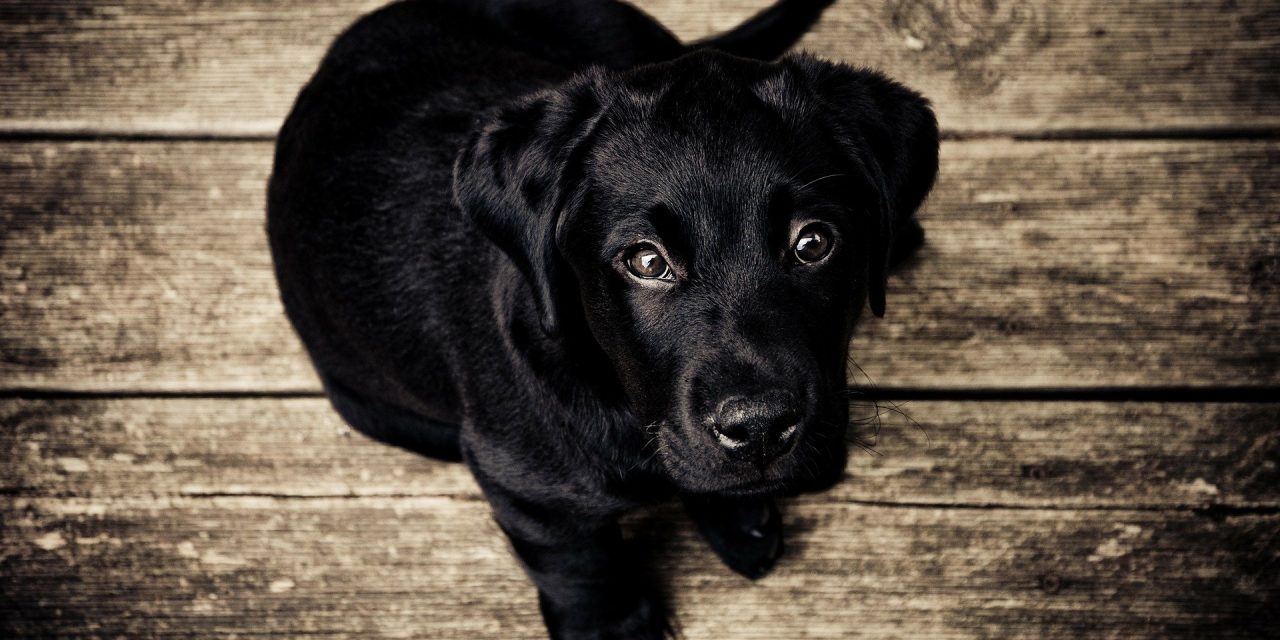 How Long Can Dogs Hold their Pee?