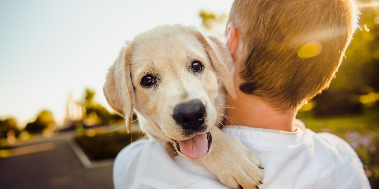 Does Leaving the TV on for your Dog Help?