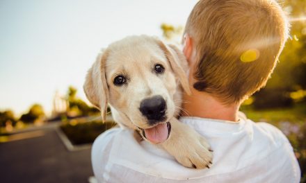 Does Leaving the TV on for your Dog Help?