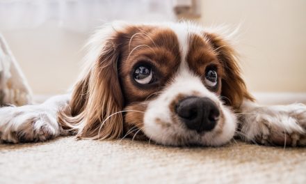 Why Does My Dog Poop in the House after Going Outside?