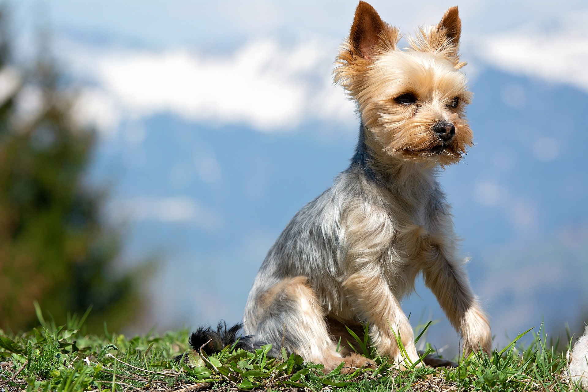 Why Does My Dog Rub His Bum On the Floor? - I love dawgs