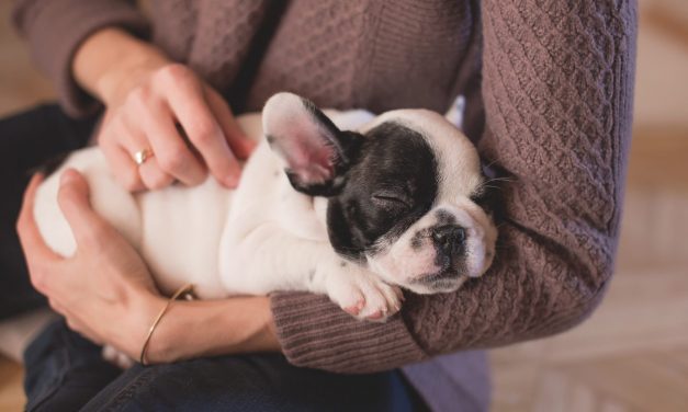 Dog Smells Like Popcorn When Sleeping