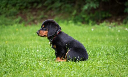 Why Do Dogs Eat Grass?