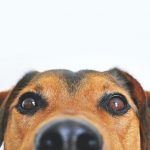 Best DNA test for dogs