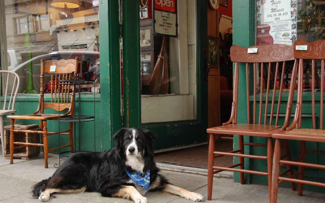 Why You Shouldn’t Leave Your Dog Outside A Shop