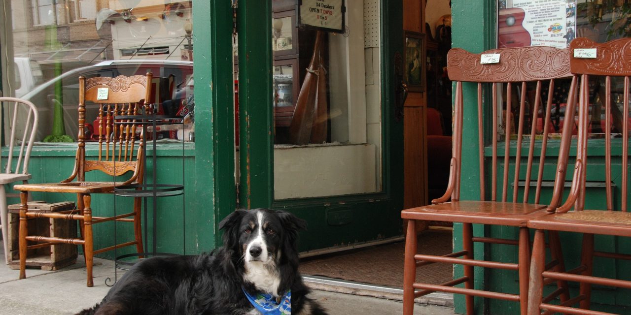 Why You Shouldn’t Leave Your Dog Outside A Shop