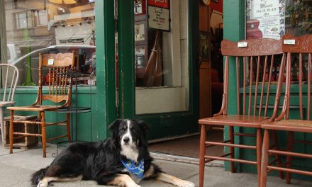 Why You Shouldn’t Leave Your Dog Outside A Shop