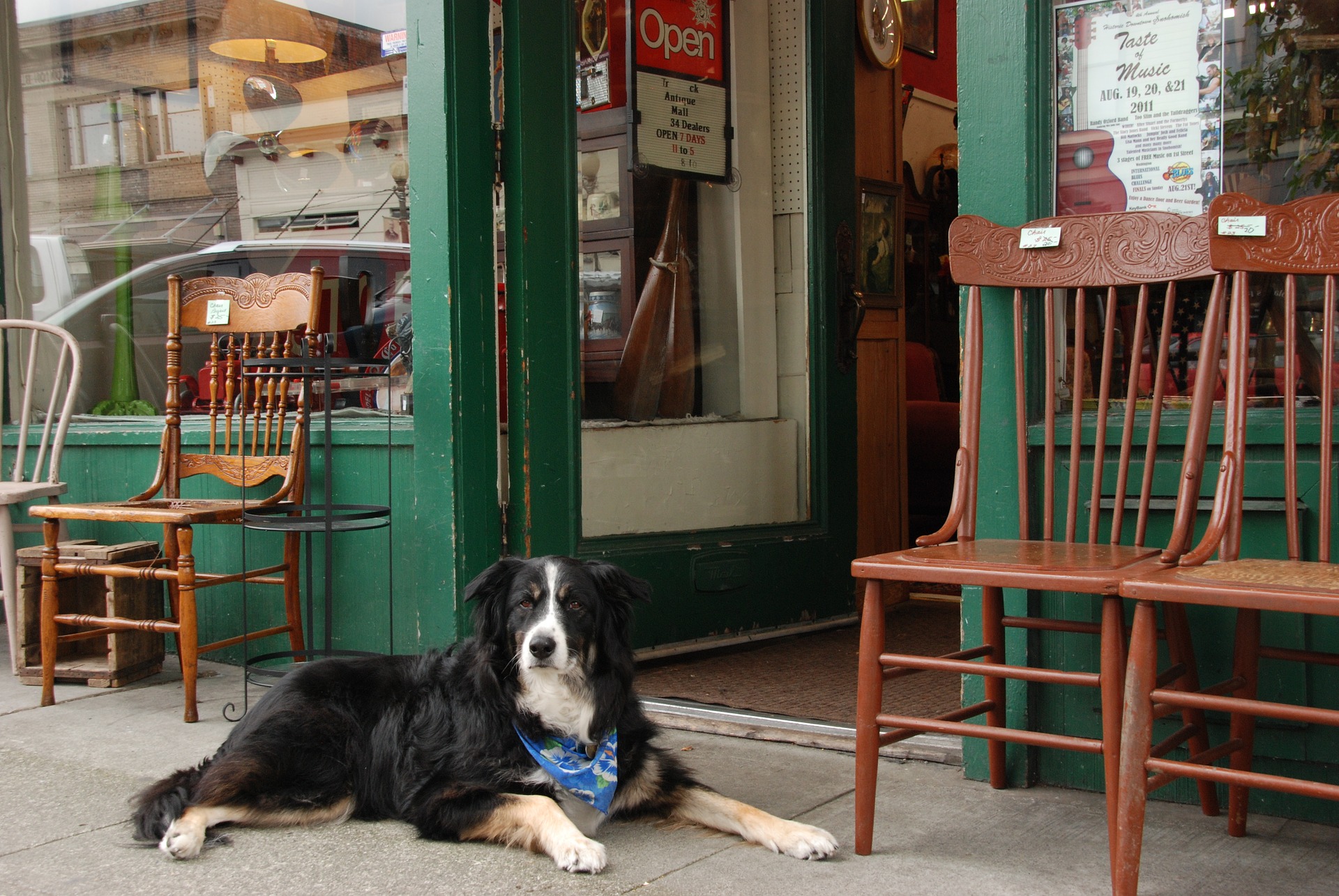 why-you-shouldn-t-leave-your-dog-outside-a-shop-i-love-dawgs