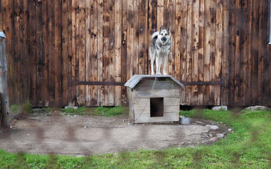 Should I Have A Kennel In The Back Garden?