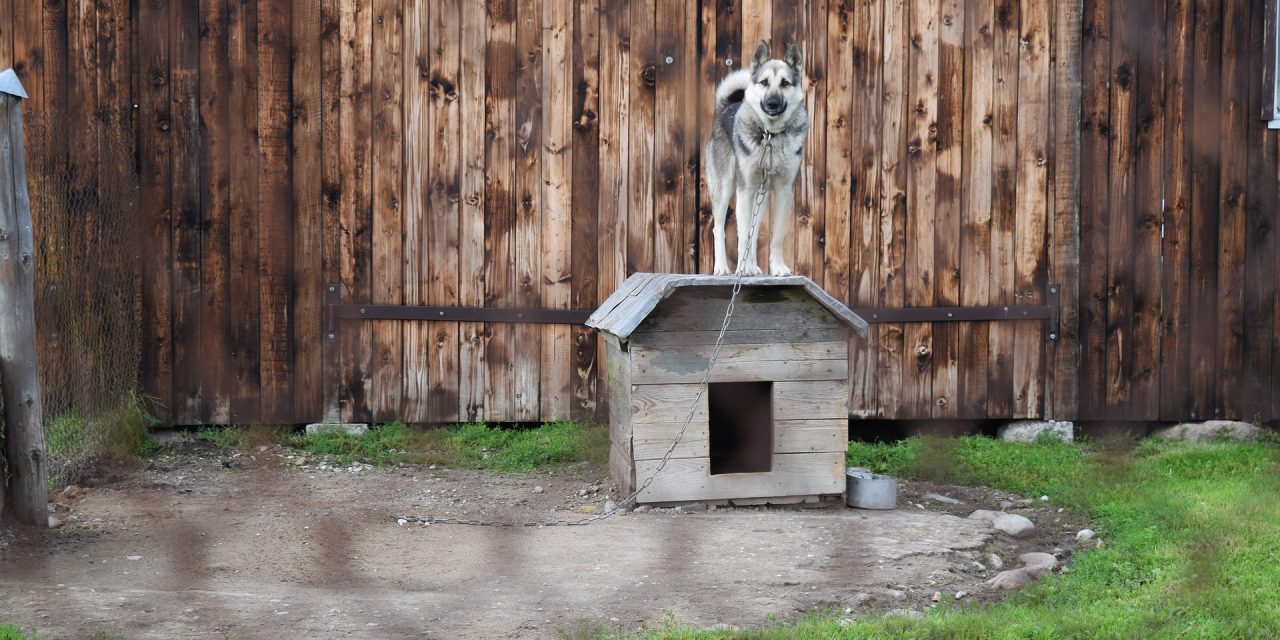 Should I Have A Kennel In The Back Garden?