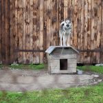 Should I Have A Kennel In The Back Garden?