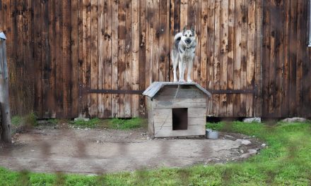 Should I Have A Kennel In The Back Garden?