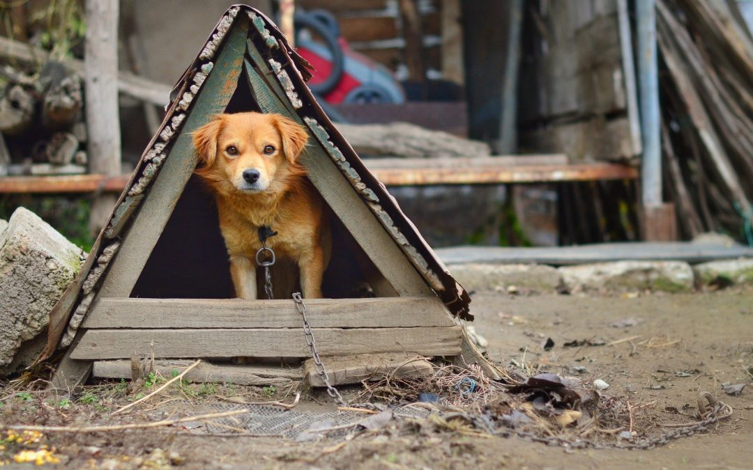 Could You Spot A Puppy Farm?