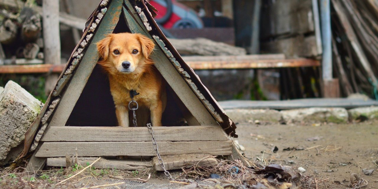 Could You Spot A Puppy Farm?