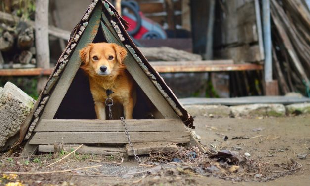 Could You Spot A Puppy Farm?